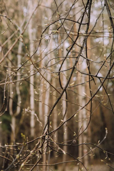 Зелені Свіжі Бруньки Деревах Макрофотографія Весни Барвистий Пейзаж Деревних Бруньок — стокове фото