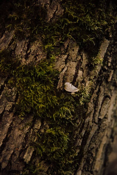 Dichter Wald Abstrakter Natürlicher Hintergrund Textur Von Bäumen Und Gräsern — Stockfoto