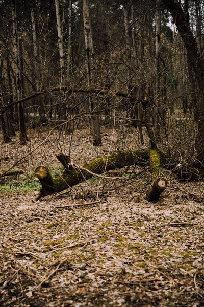 Russische Bomen Gekleurde Landschap Texturen Van Boomstammen Wortels Abstracte Bosachtergrond — Stockfoto