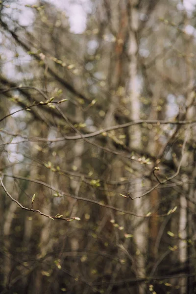 Zielone Pąki Drzewach Makro Zdjęcie Wiosny Kolorowy Krajobraz Pąków Drzew — Zdjęcie stockowe