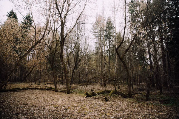 Russischer Wald Eine Dichte Landschaft Aus Baumstämmen Und Ästen Farbfilm — Stockfoto