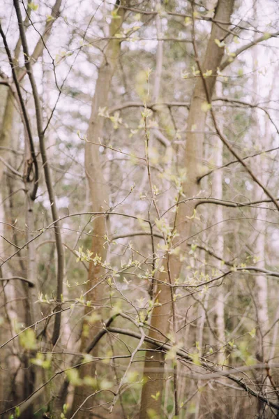 Ağaçlardaki Ilk Yapraklar Ağaçların Tomurcuklanması Baharın Makro Fotoğrafçılığı Güzel Soyut — Stok fotoğraf