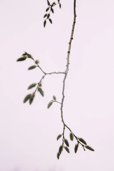 Перші Пухнасті Бруньки Деревах Макрозйомка Рослин Природі — стокове фото