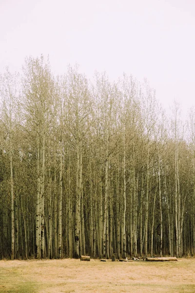 Forêt Russe Paysage Dense Troncs Arbres Branches Film Couleur Photo — Photo