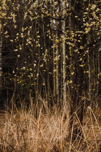 Floresta Russa Uma Paisagem Densa Troncos Galhos Árvores Fotografia Cores — Fotografia de Stock