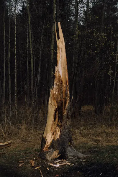 Ρωσικό Δάσος Ένα Πυκνό Τοπίο Από Κορμούς Δέντρων Και Κλαδιά — Φωτογραφία Αρχείου