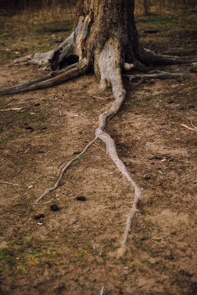 Ryska Träd Färgade Landskap Texturer Trädstammar Och Rötter Abstrakt Skog — Stockfoto