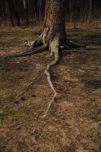 Floresta Russa Uma Paisagem Densa Troncos Galhos Árvores Fotografia Cores — Fotografia de Stock