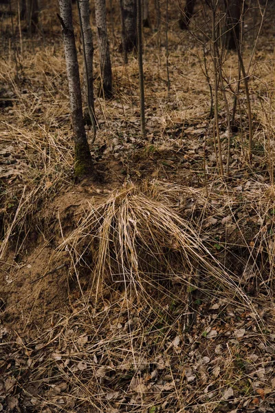 Rus Ormanı Ağaç Gövdeleri Dallarından Oluşan Yoğun Bir Manzara Rusya — Stok fotoğraf