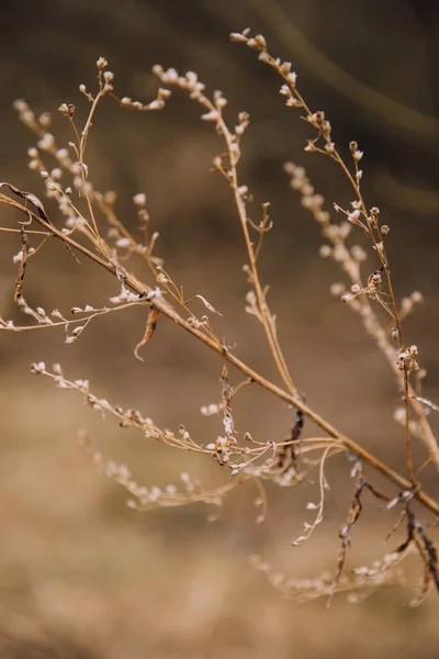 Fleurs Séchées Dans Nature Beau Macro Paysage Plantes — Photo