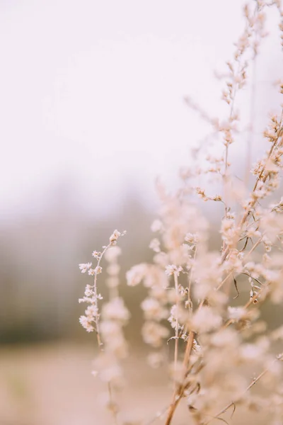 Сушені Квіти Природі Красивий Макро Краєвид Рослин — стокове фото