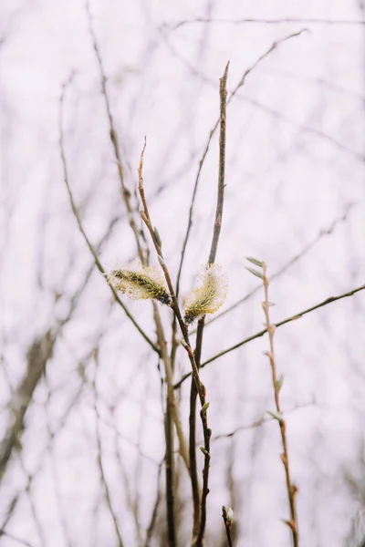 First Fluffy Buds Trees Macro Photography Plants Nature — Stock Photo, Image