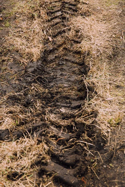 Dicht Bos Abstracte Natuurlijke Achtergrond Textuur Van Bomen Grassen — Stockfoto