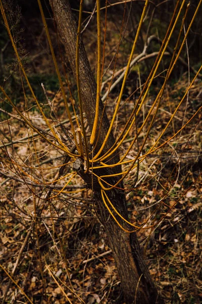 Forêt Russe Paysage Dense Troncs Arbres Branches Film Couleur Photo — Photo