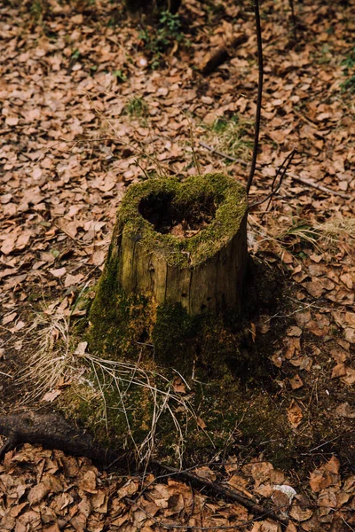 Tät Skog Abstrakt Naturlig Bakgrund Textur Träd Och Gräs — Stockfoto