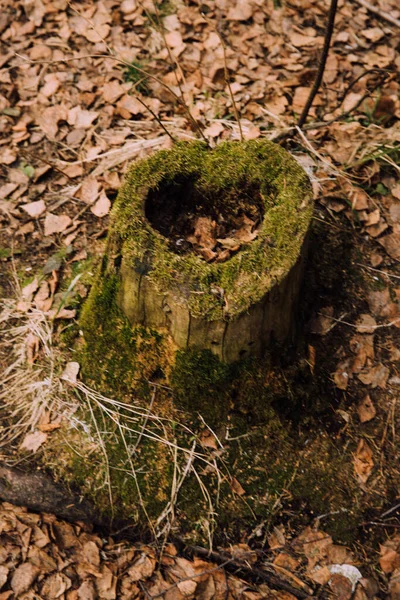 Floresta Densa Fundo Natural Abstrato Textura Árvores Gramíneas — Fotografia de Stock