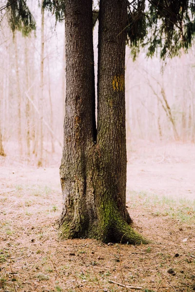 Russisch Bos Een Dicht Landschap Van Boomstammen Takken Kleur Film — Stockfoto