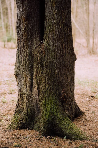 Ryska Träd Färgade Landskap Texturer Trädstammar Och Rötter Abstrakt Skog — Stockfoto