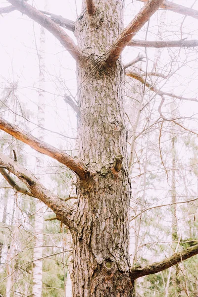 Russischer Wald Eine Dichte Landschaft Aus Baumstämmen Und Ästen Farbfilm — Stockfoto