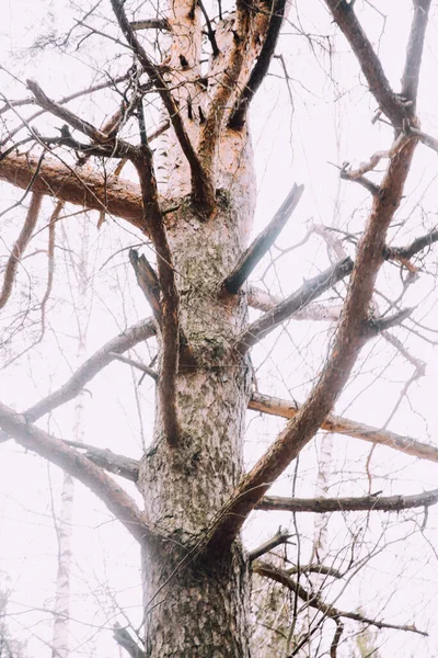 Foresta Russa Paesaggio Denso Tronchi Albero Rami Foto Colori Dell — Foto Stock