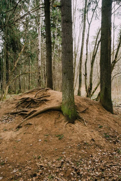Floresta Russa Uma Paisagem Densa Troncos Galhos Árvores Fotografia Cores — Fotografia de Stock