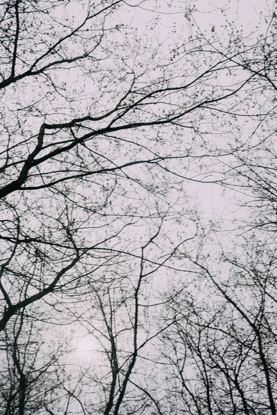 Foresta Russa Paesaggio Denso Tronchi Albero Rami Foto Colori Dell — Foto Stock