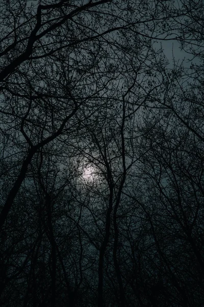 Сумерки Пейзаж Полнолуние Небе Темные Ветви Деревьев Художественное Фото Ночи — стоковое фото