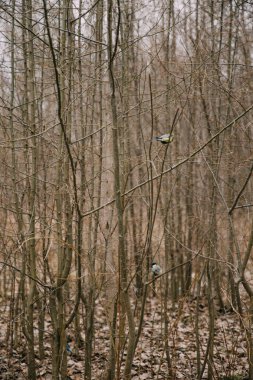 Rus ormanı. Ağaç gövdeleri ve dallarından oluşan yoğun bir manzara. Rusya 'ya baharın gelişinin renkli film fotoğrafı