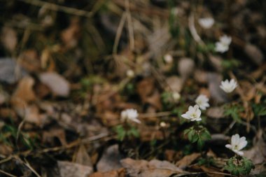 abstract natural background, the first snowdrops