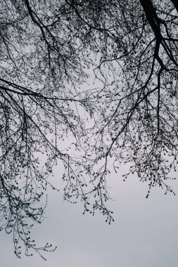 Rus ormanı. Ağaç gövdeleri ve dallarından oluşan yoğun bir manzara. Rusya 'ya baharın gelişinin renkli film fotoğrafı