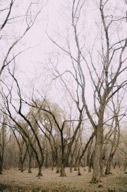 Rus ormanı. Ağaç gövdeleri ve dallarından oluşan yoğun bir manzara. Rusya 'ya baharın gelişinin renkli film fotoğrafı