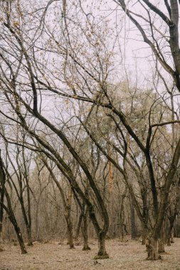 Rus ormanı. Ağaç gövdeleri ve dallarından oluşan yoğun bir manzara. Rusya 'ya baharın gelişinin renkli film fotoğrafı