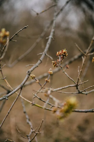 Första Bladen Träden Spirande Knopparna Träden Närbild Makrofotografier Våren Vacker — Stockfoto