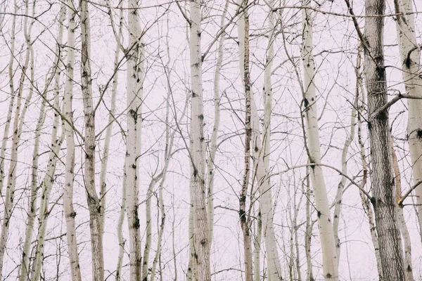Rosyjski Las Gęsty Krajobraz Pni Drzew Gałęzi Kolorowy Film Zdjęcie — Zdjęcie stockowe