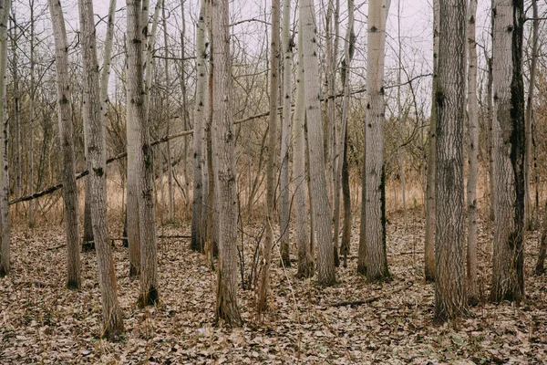 Russian Forest Dense Landscape Tree Trunks Branches Color Film Photo — Stock Photo, Image