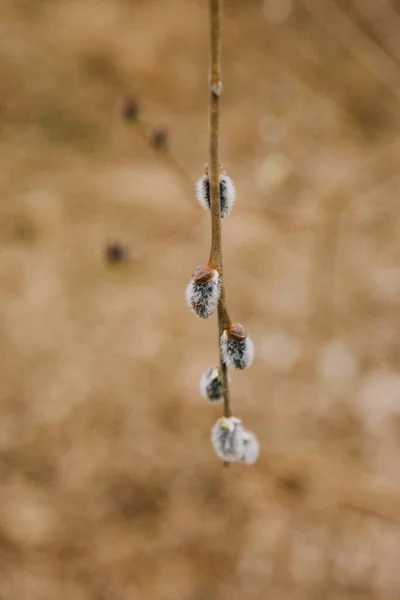 Die Ersten Flauschigen Knospen Bäumen Makroaufnahmen Von Pflanzen Der Natur — Stockfoto