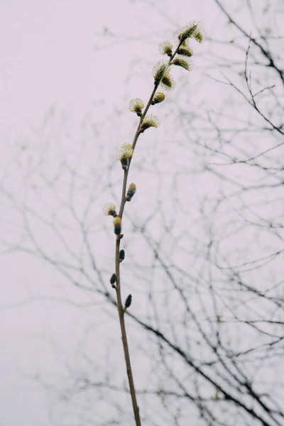 树上的第一批蓬松的芽 大自然中植物的宏观摄影 — 图库照片