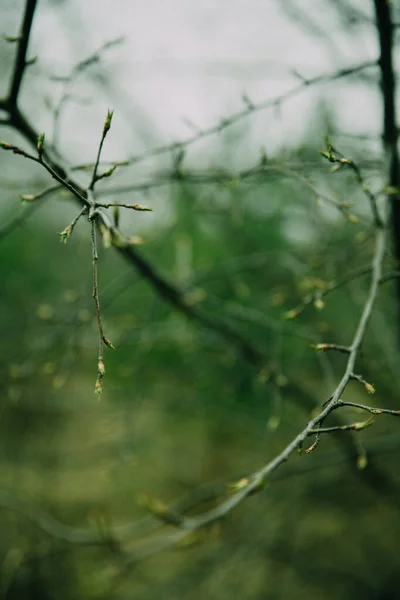 Green fresh buds on trees, macro photograph of spring. Colorful landscape of tree buds with abstract and blurry bokeh. Photo with noise on film