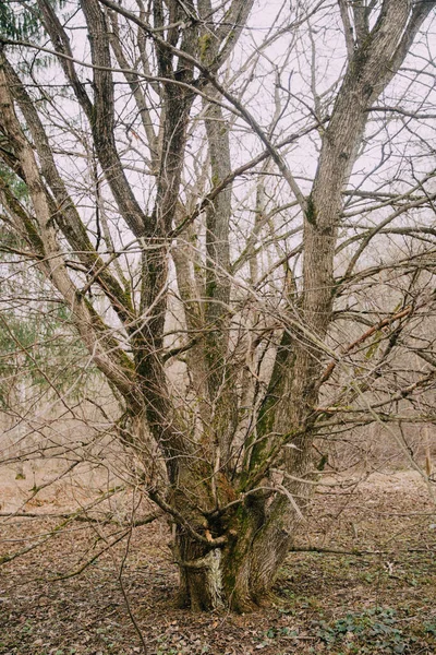Rus Ormanı Ağaç Gövdeleri Dallarından Oluşan Yoğun Bir Manzara Rusya — Stok fotoğraf
