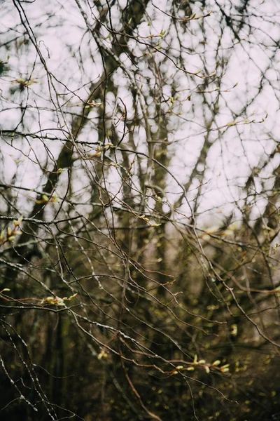 木の最初の葉 木の芽が閉じています 春のマクロ写真です 背景には美しい抽象的なボケとぼやけているノイズのあるファジィフィルムカラー写真 — ストック写真