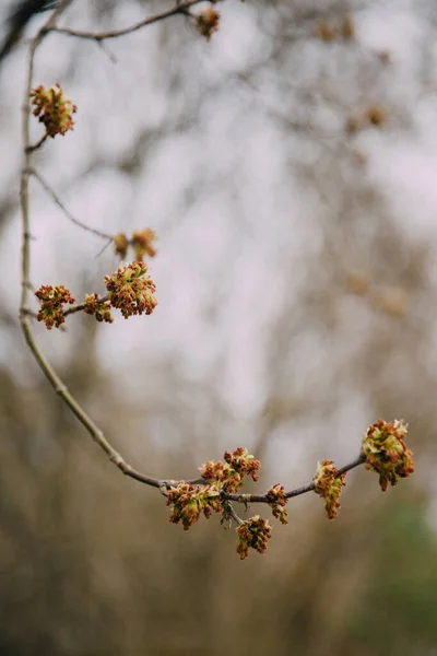 잎사귀는 나무의 가까이 있습니다 매크로 아름다운 추상적 배경에 — 스톡 사진