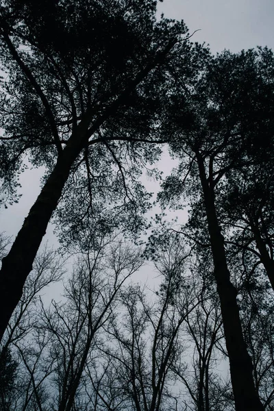 Rosyjski Las Gęsty Krajobraz Pni Drzew Gałęzi Kolorowy Film Zdjęcie — Zdjęcie stockowe
