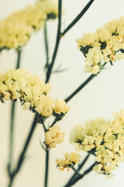 Limonyum çiçeği, sarı kurutulmuş çiçek. Tarafsız arka planda bir bitki. Düz yerde, üst tarafta. Metin için alanı kopyala.