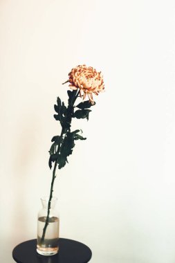 Tarafsız arka planda şeftali renkli kasımpatı tomurcuğu. Düz yerde, üst tarafta. Metin için alanı kopyala.