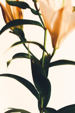 Lily nötr renkte. Düz yerde, üst tarafta. Metin için alanı kopyala.