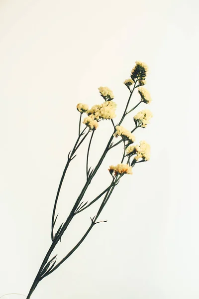 Fleur Limonium Fleur Jaune Séchée Une Plante Sur Fond Neutre — Photo