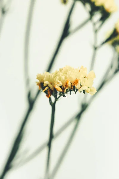 Limonium Flower Yellow Dried Flower Plant Plant Neutral Background Flat — Stock Photo, Image