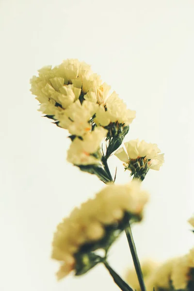 Flor Limónio Flor Amarela Seca Uma Planta Fundo Neutro Deitado — Fotografia de Stock