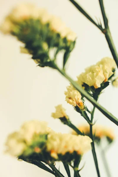Άνθος Λιμονίου Κίτρινο Αποξηραμένο Λουλούδι Ένα Φυτό Ουδέτερο Φόντο Επίπεδη — Φωτογραφία Αρχείου