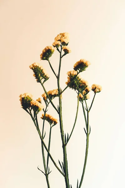 Kwiat Lionu Żółty Suszony Kwiat Roślin Roślina Neutralnym Tle Płaskie — Zdjęcie stockowe